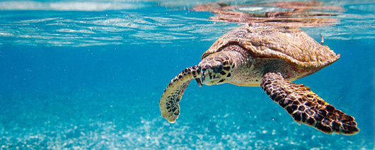 Jūras bruņurupuči Karību jūrā - Tobago Cays Jūras bruņurupuči Karību jūrā - Tobago Cays