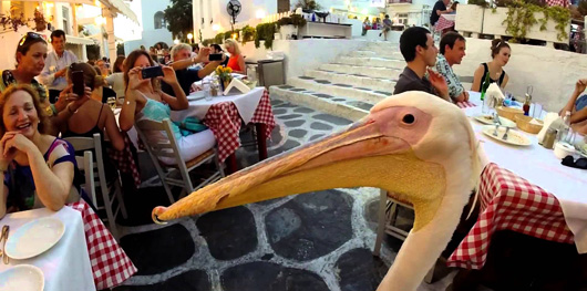 Pelikāns Mykonos ielās Pelikāns Mykonos ielās